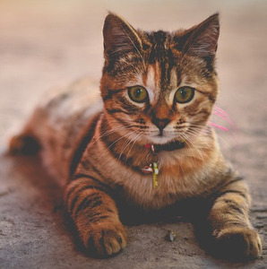 picture of a cute cat from pixabay <3